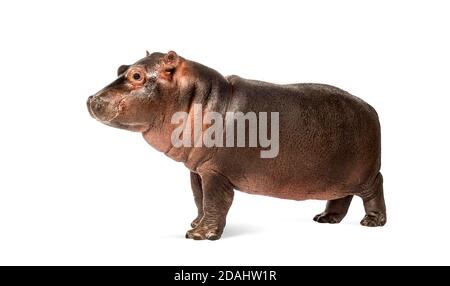 Hippo Kalb, 3 Monate alt, isoliert, Hippopotamus amphibius Stockfoto
