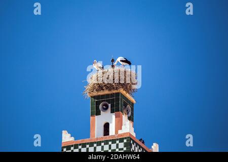 Weißstorchvogel in ihrem Nest auf der Spitze eines Moscheeturms in Marokko, Afrika Stockfoto