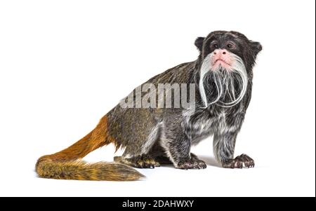 Kaiser Tamarin, Saguinus Imperator, isoliert auf Weiß Stockfoto