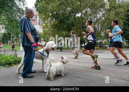 New York, USA - 18. Sep 2016: Manhattan Street scene. Eine alte Frau mit Hunden beobachtet die Läufer im Central Park in New York City Stockfoto