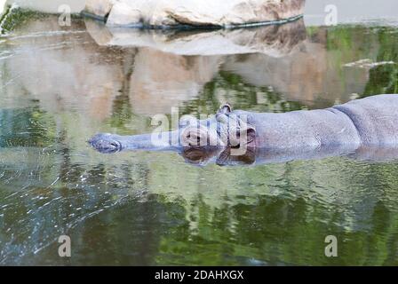 Hippo Kopf peeking aus dem Wasser Stockfoto