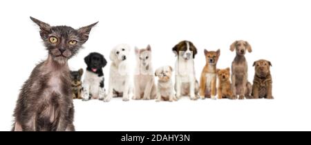 Lykoi Katze vor einer Gruppe von Hunden sitzen In einer Reihe im Hintergrund Stockfoto