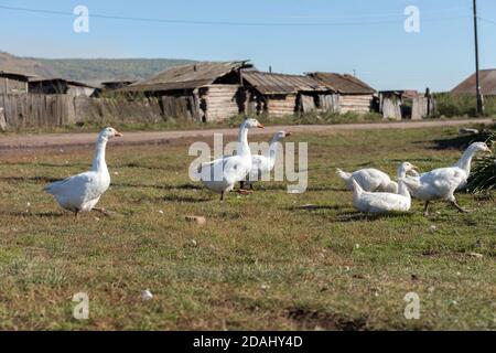 Weiße Gänse grasen auf dem Hintergrund der alten Holzschuppen auf einer Dorfstraße. Stockfoto