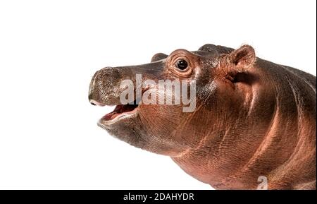 Nahaufnahme eines jungen Hippokopfes, 3 Monate alt, isoliert Stockfoto