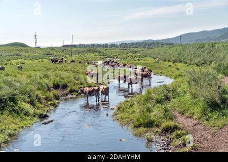 Kühe fliehen an einem sonnigen Tag während der Weide vor der Hitze in einem kleinen Fluss. Stockfoto