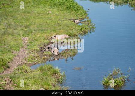 An einem Sommertag liegen Schweine im schlammigen Schlamm eines kleinen Flusses inmitten des grünen Grases. Stockfoto