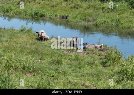 Drei Schweine sind an einem Sommertag am Ufer eines kleinen Flusses inmitten des grünen Grases. Stockfoto