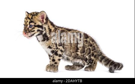 Wolkiger Leopardenjunge, zwei Monate alt, Neofelis nebulosa, isoliert auf Weiß Stockfoto
