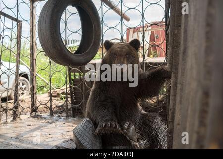 Braunbärenjunge (Ursus arctos) sitzt in einem eisernen Käfig auf Autoreifen und schaut gerade. Stockfoto