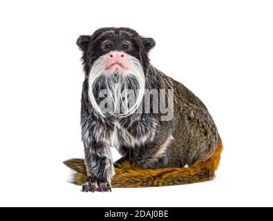 Kaiser Tamarin, Saguinus Imperator, isoliert auf Weiß Stockfoto