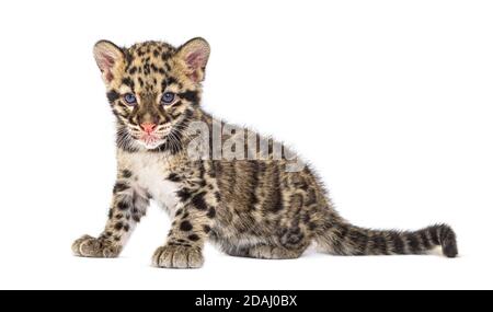 Wolkiger Leopardenjunge, zwei Monate alt, Neofelis nebulosa, isoliert auf Weiß Stockfoto