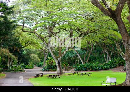 Rastplatz in Waimea Valley, Oahu, Hawaii. Erholung für Leute, die von der Besichtigung der Waimea Falls zurückkehren. Stockfoto