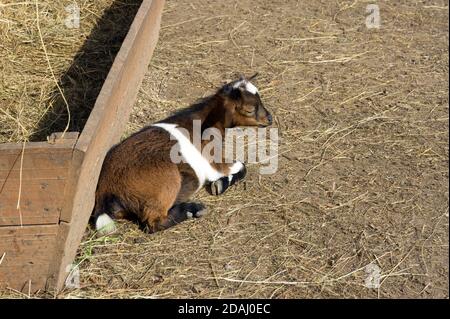 Goatling liegt im Korral neben dem Futterhäuschen mit Heu. Stockfoto