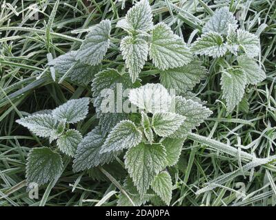 Draufsicht auf eine frostbedeckte grüne Brennnessel im Winter Auf einem Waldboden Stockfoto