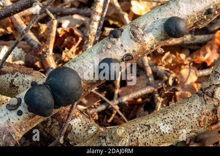 King Alfred's Cakes Pilzen in Suffolk Forest, England Stockfoto