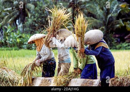Bali, Indonesien. Frauen unter großen Strohhüten in einem Reisfeld schlagen Reiskörner aus Reisohren Stockfoto