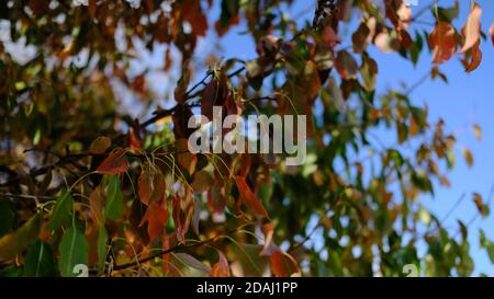 Nahaufnahme von grünen Blättern, die im Herbst golden werden Stockfoto