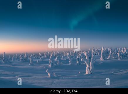 Schneebedeckte Bäume im Morgenlicht mit aurora borealis Am Himmel Stockfoto