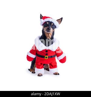 Pinscher Hund Trägt Weihnachtsmann Kostüm Isoliert Auf Weißem Hintergrund. Stockfoto