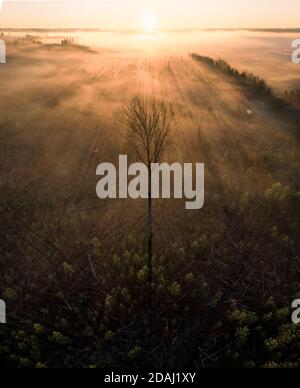 High-Angle Luftaufnahme von einsamen Baum gegen goldenen Nebel Und Sonnenstrahlen Stockfoto
