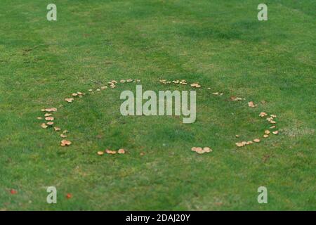 Fairy Ring auf Rasen Stockfoto