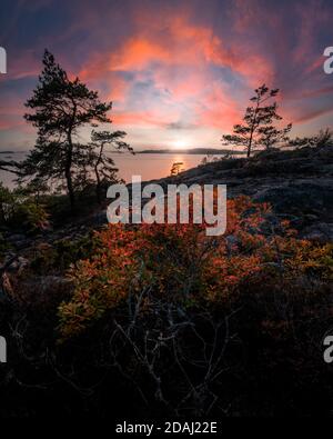 Herbstlaub eines Busches gegen dramatischen Sonnenuntergang Stockfoto