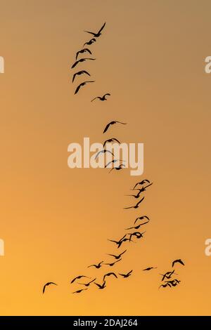 Southport, Merseyside. UK Wetter: 13. November, 2020 die Ankunft von rosa-footed Zuggänsen im Nordwesten markiert den Beginn des Winters. Große Mengen kommen ab September aus ihrem Brutgebiet in Island nach Großbritannien. Eine Kombination von Vögeln, die nach ihrer Ankunft im frühen Herbst nach Süden ziehen. Quelle: MediaWorldImages/AlamyLiveNews Stockfoto