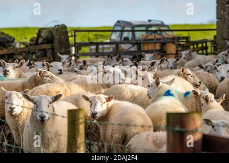 Clitheroe, Lancashire, Großbritannien. November 2020. Wir sind an einem sonnigen Morgen in Whitewell, Clitheroe, Lancashire, um zur Tupping Time zu checken. Kredit: John Eveson/Alamy Live Nachrichten Stockfoto