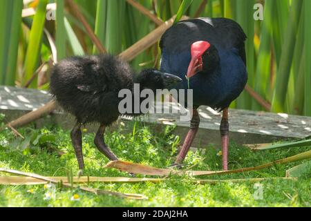 Ein Pukeko, oder Australasian Swamphen, Fütterung Gras zu seinem flauschigen Küken. Fotografiert in Neuseeland Stockfoto