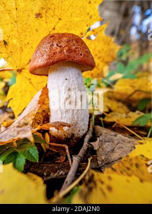 Pilzboletus mit rotem Hut und weißem Bein Wächst in den bunt gefallenen Blättern an einem Herbsttag Stockfoto