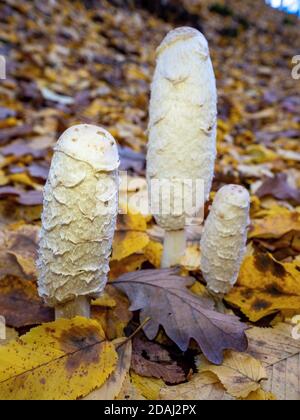 Gruppe von jungen essbaren shaggy Tinte Kappe oder Anwalt Perücke oder shaggy Mähne. Gewöhnlicher Herbstpilz. Leckere junge Pilz in bunten Blättern gefunden Stockfoto