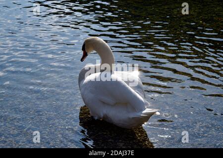 Österreich, stummer Schwan im Altausseer See im UNESCO Weltkulturerbe Salzkammergut Stockfoto