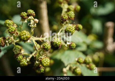 Grüne frische Brombeeren hängen an einem Busch Stockfoto