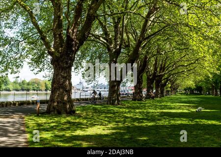 Eine Allee majestätischer Londoner Platanen (Platanus x acerifolia) am Rande der Themse im Wandsworth Park im Frühling. Stockfoto