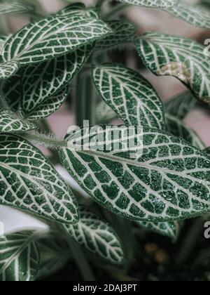 Vertikale Nahaufnahme von grünen Pflanzen Stockfoto