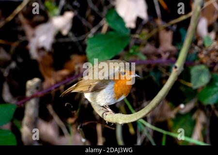 Ein Robin (Erithacus rubecula), der im Herbst in einer Hecke thront, Warwickshire, Großbritannien Stockfoto