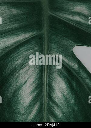 Vertikale Nahaufnahme von grünen Pflanzen Stockfoto