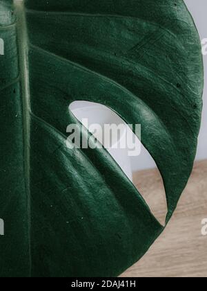 Vertikale Nahaufnahme von grünen Pflanzen Stockfoto