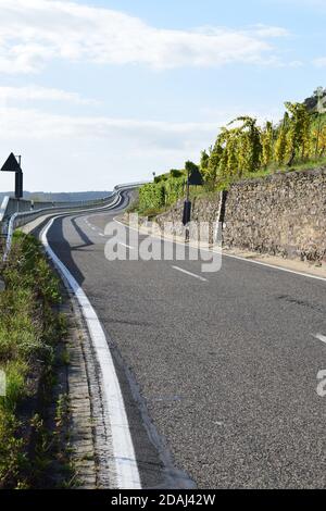 Serpentinenstraße durch die Weinberge oberhalb von Pommern an der Mosel Stockfoto