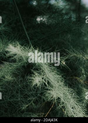 Vertikale Nahaufnahme von grünen Pflanzen Stockfoto