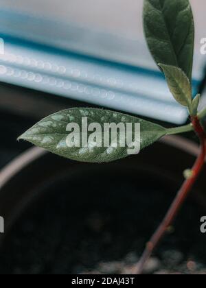 Vertikale Nahaufnahme von grünen Pflanzen Stockfoto