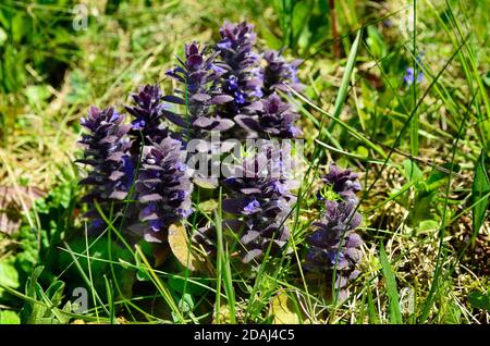 Italien, Kalksteinbugle oder Pyramidenbugle Stockfoto