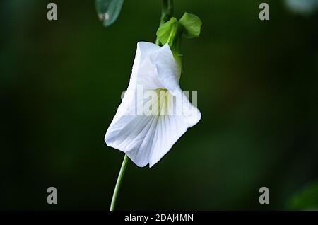 Schöne weiße Schmetterlingserbse oder Clitoria ternatea Stockfoto