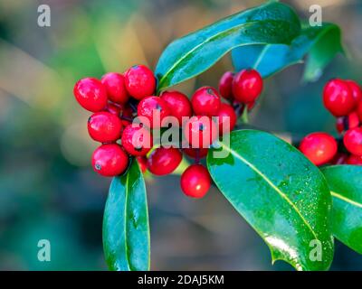 Nahaufnahme von glänzenden roten Stechbeeren und grünen Blättern nach Eine Regendusche Stockfoto