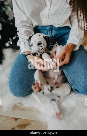 Junge Frau sitzt auf dem Boden und spielt mit dem Welpen des dalmatinischen Hundes. Stockfoto