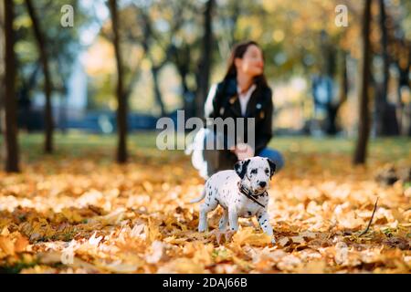 Welpen von dalmatinischen Hund läuft auf gefallenen gelben Laub beim Spaziergang im Herbst Park. Stockfoto