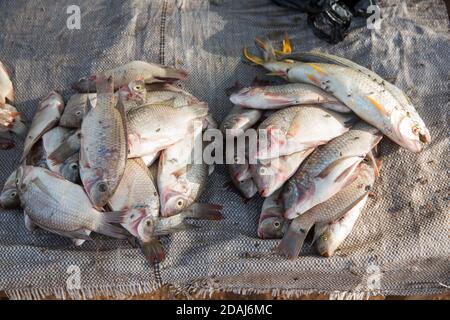 Selingue, Mali, 25th. April 2015; Aisseta Traore, 35, Ist seit 10 Jahren ein Fischverkäufer. Sie kauft Fisch vom Fischmarkt und verkauft ihn weiter. Stockfoto
