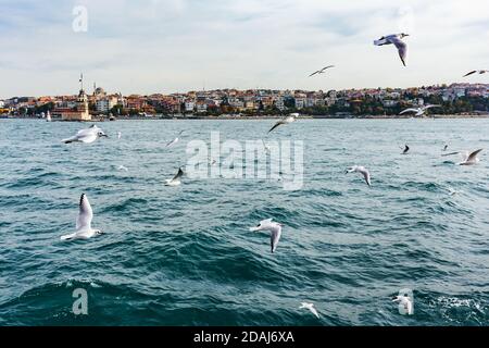 Tolle Aussicht auf Istanbul Stadt vom Meer, Bosporus Meerenge, Türkei. Fliegende Möwen unter dem Wasser. Stockfoto