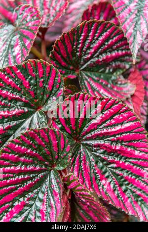 Rote und grüne Blätter der Begonia Brevirimosa, Begoniaceae Stockfoto