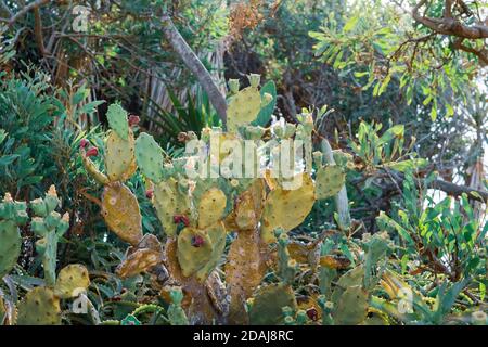 Schöner Kaktus aus Kaktus mit burgunderroten Früchten an der Küste von Ayia Napa in Zypern. Opuntia, Ficus-indica, Indische Feige opuntia, barbary Feigenblühende cact Stockfoto